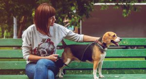pet sitting dog bench